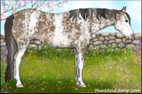 Horse Color:White Spotted Buckskin 