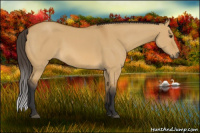 Horse Color:Buckskin Dun 