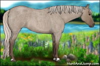 Horse Color:Silver Grullo Roan 