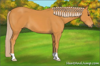 Horse Color:Chocolate Palomino 