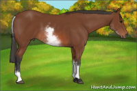 Horse Color:White Spotted Bay 