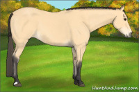 Horse Color:Buckskin 