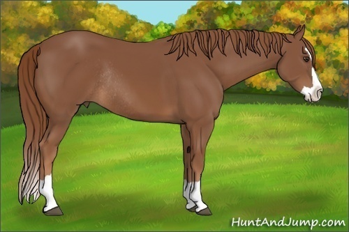 Horse Color: Chestnut Splash Rabicano 