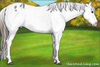 Horse Color:Blue Roan Splash Appaloosa Rabicano 