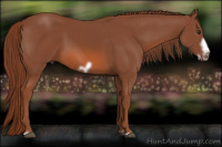 Horse Color:Liver Chestnut Frame 