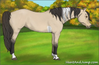 Horse Color:Buckskin Roan Dun Tobiano 