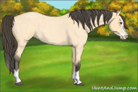 Horse Color:Buckskin Roan Dun Splash