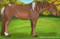 Horse Color:Chestnut Tobiano