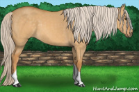 Horse Color:Palomino Dun Tobiano