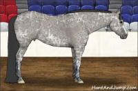Horse Color:Grullo Ice Roan
