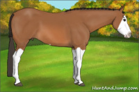 Horse Color:Bay Splash 