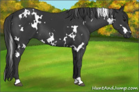 Horse Color:White Spotted Brown 