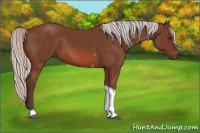 Horse Color:Silver Bay Tobiano