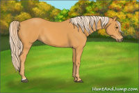 Horse Color:Palomino 