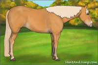 Horse Color:Chocolate Palomino 