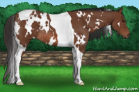 Horse Color:White Spotted Bay Tobiano Rabicano