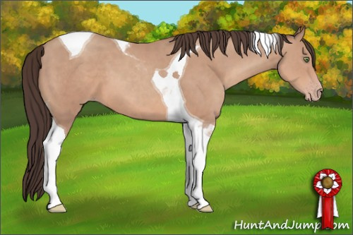 Horse Color: Sable Champagne Tobiano 