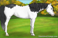 Horse Color:Black Splash