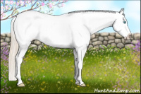 Horse Color:Perlino Appaloosa