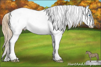 Horse Color:Chestnut Pearl Splash Appaloosa 