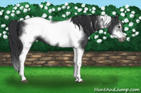 Horse Color:Black Tobiano Frame 