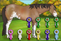 Horse Color:Bay Sabino 