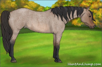 Horse Color:Bay Roan Dun