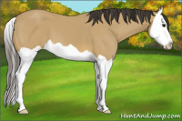 Horse Color:Buckskin Splash 