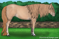 Horse Color:Gold Champagne 