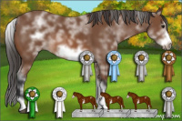 Horse Color:White Spotted Bay Frame 