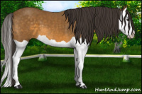 Horse Color:Buckskin Splash 