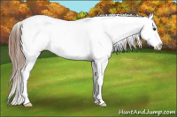 Horse Color:Liver Chestnut Appaloosa Rabicano