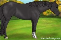 Horse Color:Smoky Black 