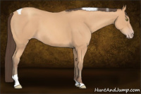 Horse Color:Amber Champagne Tobiano