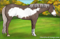 Horse Color:Silver Blue Roan Frame 