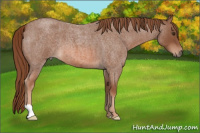 Horse Color:Liver Red Roan 