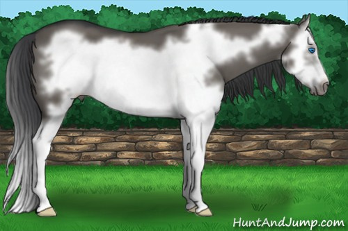 Horse Color: Grullo Splash Frame 