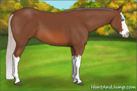 Horse Color:Silver Bay Splash 
