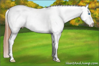 Horse Color:Grullo Splash Appaloosa 