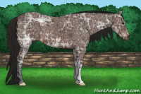 Horse Color:Gray Bay Ice 