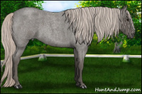 Horse Color:Silver Blue Roan 