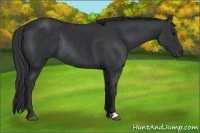 Horse Color:Brown Rabicano 