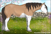 Horse Color:Bay Dun Splash 