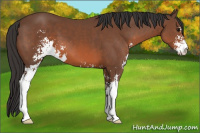 Horse Color:Bay Sabino 