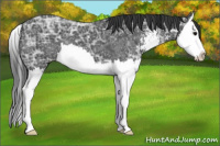Horse Color:Black Ice Sabino Splash
