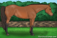 Horse Color:Bay 