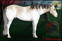 Horse Color:White Spotted Buckskin Roan 