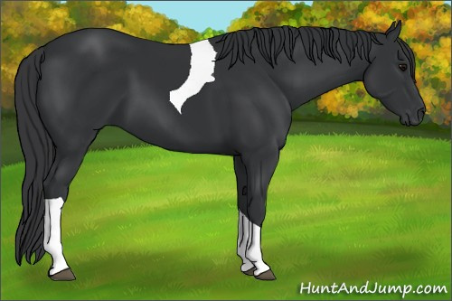 Horse Color: Black Tobiano 