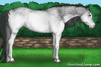 Horse Color:White Spotted Black Rabicano 