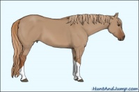 Horse Color:Red Dun Tobiano